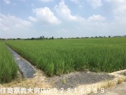 台南後壁省道旁農地物件照片